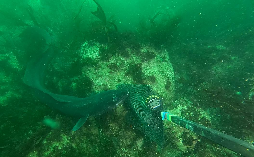 congre_yeu congre_yeu