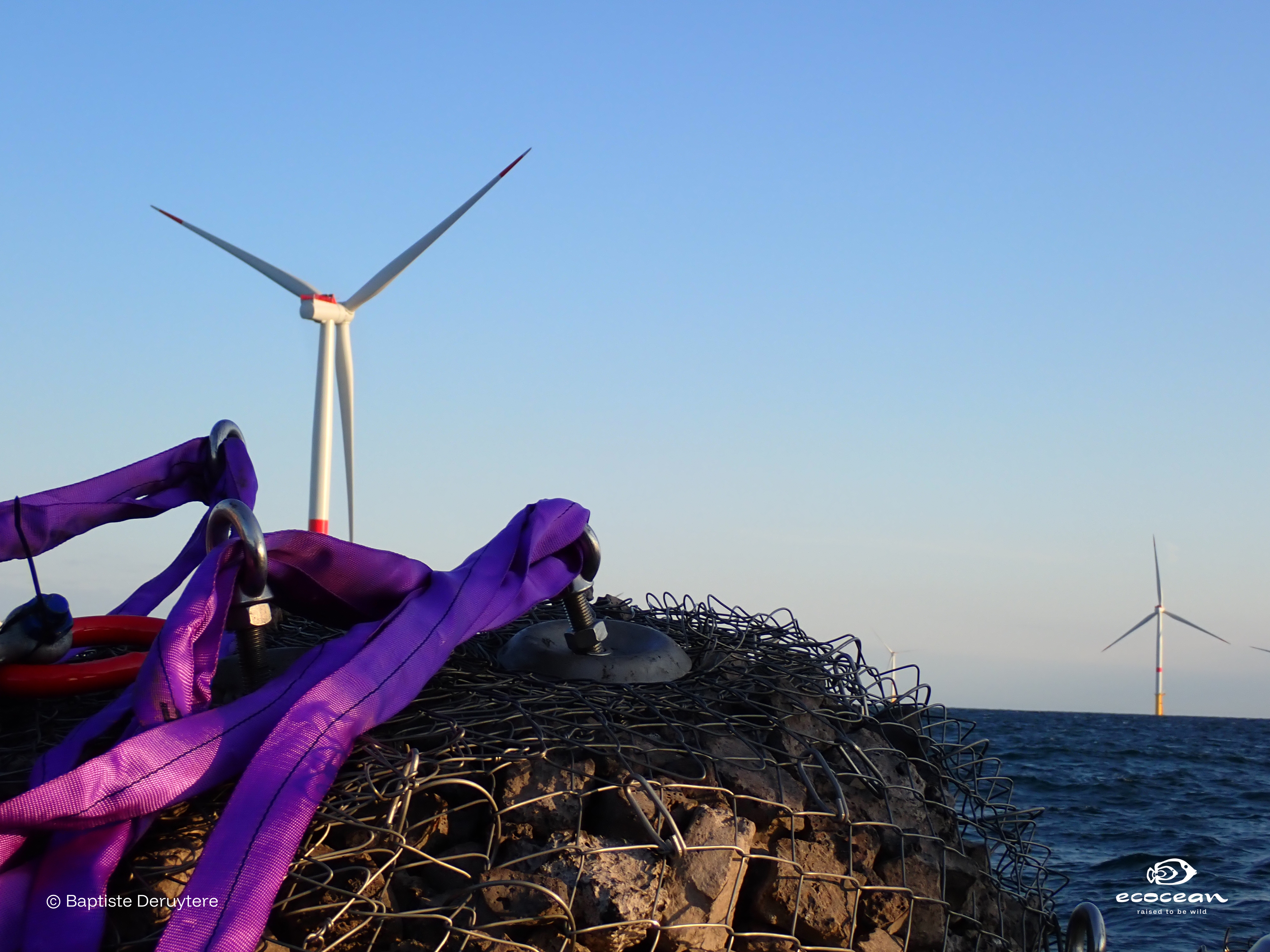 ORLAC EMR – ECOCEAN © Baptiste Deruytere (11) ORLAC EMR – ECOCEAN © Baptiste Deruytere (11)